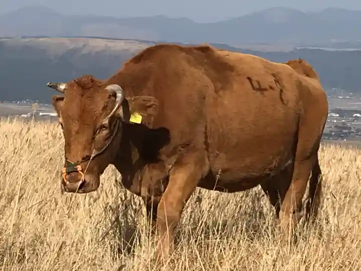 阿蘇神社の動物