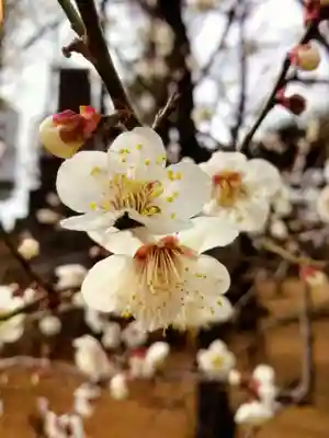 妙法寺(東京都)