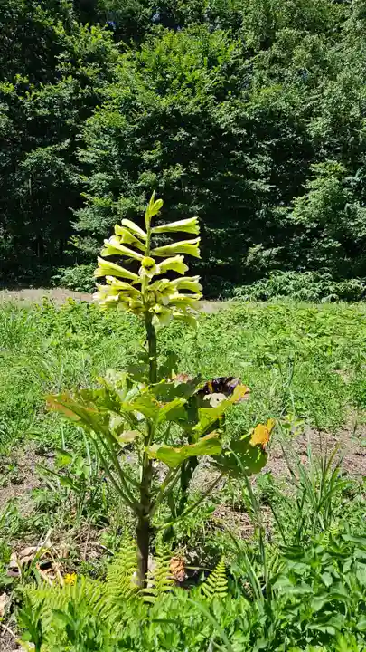 戸隠神社火之御子社(長野県)