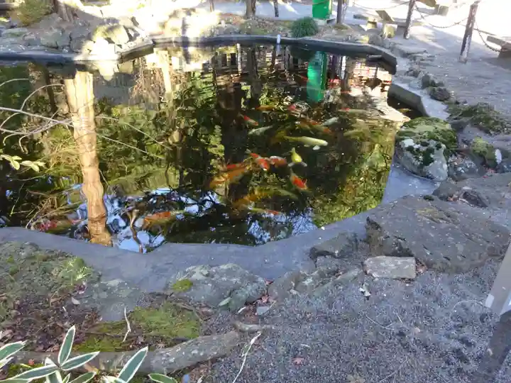伊豆山神社の動物