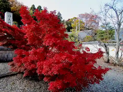 善峯寺(京都府)