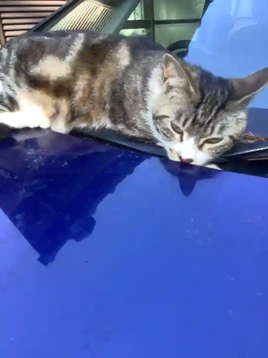 玉野御嶽神社の動物