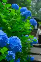 明月院(神奈川県)