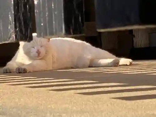 今戸神社の動物