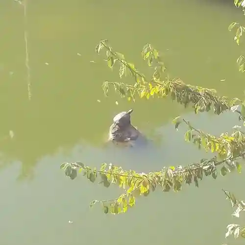亀戸天神社の動物