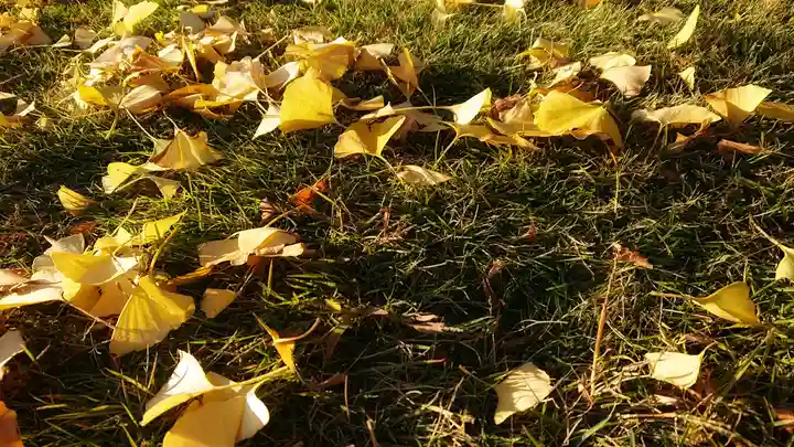 尾張大國霊神社(国府宮)の自然