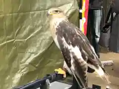 白鳥神社の動物