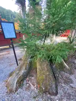 日光二荒山神社(栃木県)