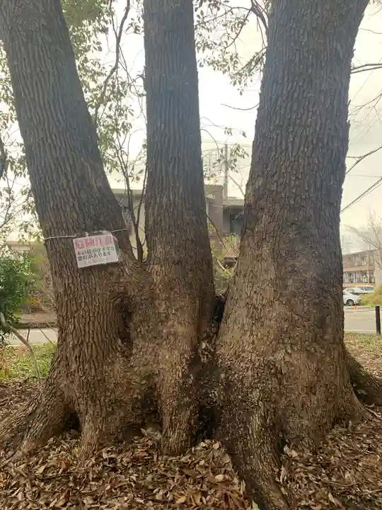 伊勢田神社の自然