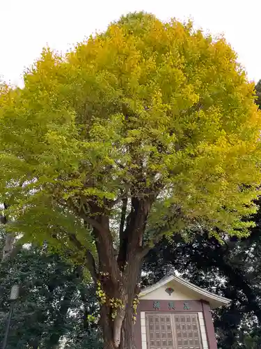 平塚神社の自然
