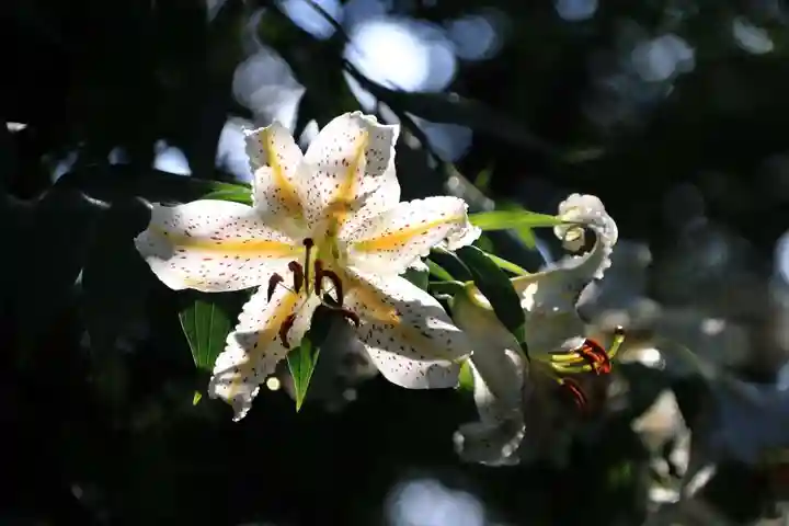 三春大神宮の自然