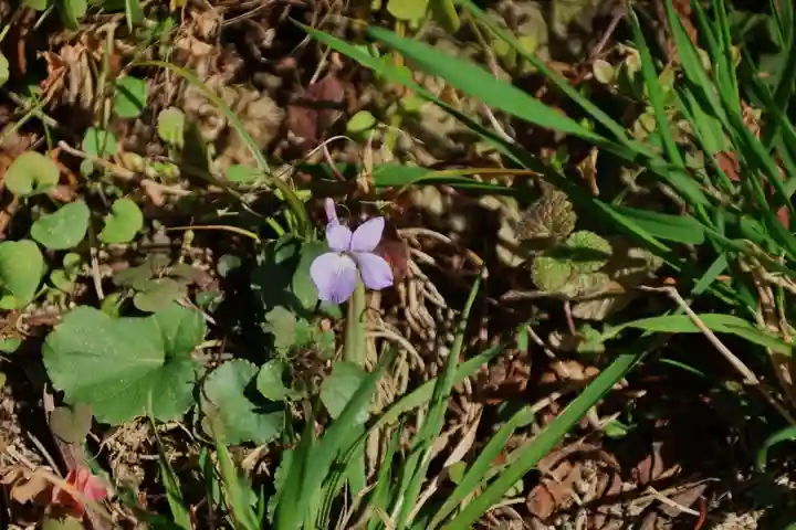 長屋神社の自然