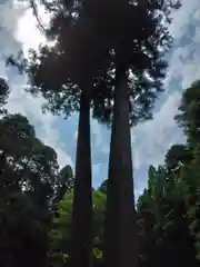 若王子神社の自然