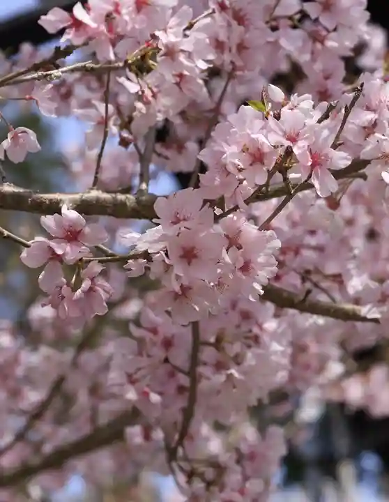 善峯寺(京都府)