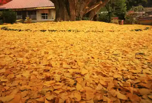 浄善寺の自然