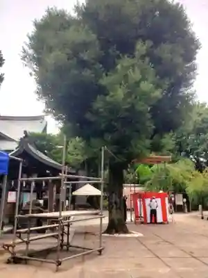 鳩森八幡神社のお祭り