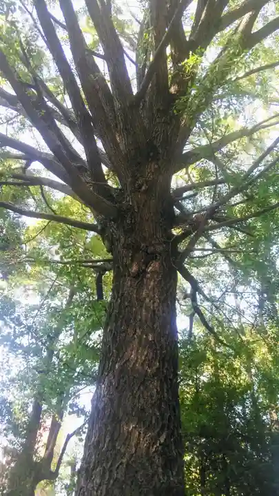 田無神社の自然