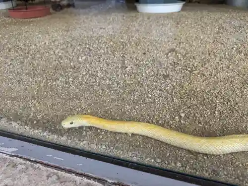 岩国白蛇神社(山口県)