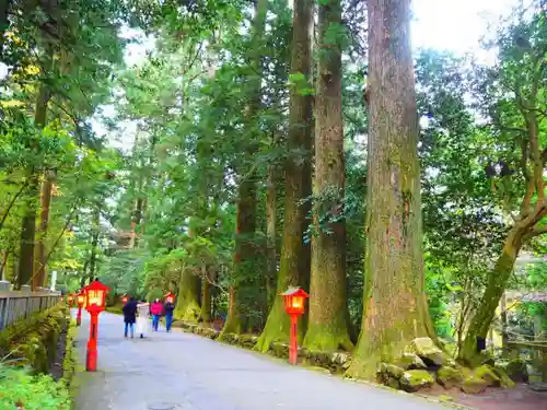 箱根神社の自然