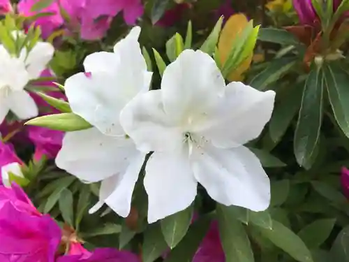 三室戸寺の自然