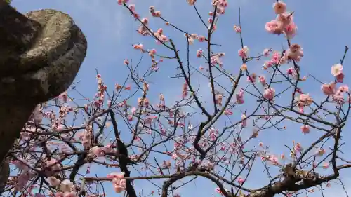 北野天満宮の自然