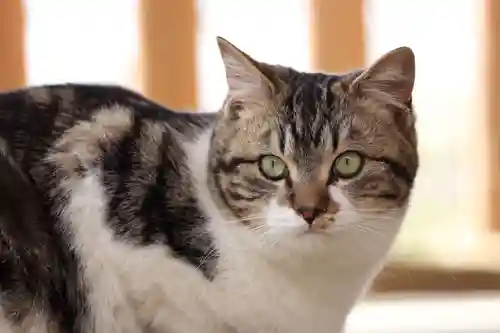 玉野御嶽神社(愛知県)