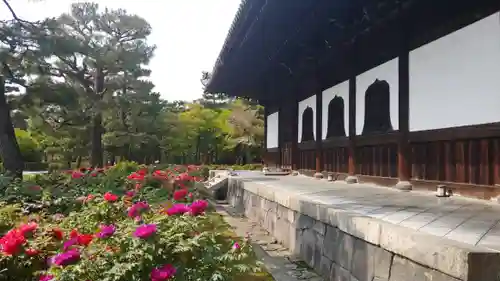 建仁寺（建仁禅寺）の自然