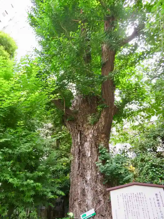 雉子神社の自然