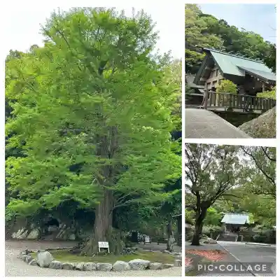 安房神社の{uncategorized: "未分類", other: "その他", undefined: "問題あり", building: "その他建物", grave: "お墓", sacred_gate: "鳥居", guardian: "狛犬", statue: "像", buddha: "仏像", history: "歴史", nature: "自然", garden: "庭園", animal: "動物", pagoda: "塔", temizu: "手水舎", mountain_gate: "山門・神門", sanctuary: "本殿・本堂", subordinate: "末社・摂社", art: "芸術", scenery: "景色", jizo: "地蔵", ema: "絵馬", goshuin: "御朱印", omikuji: "おみくじ", items: "授与品その他", amulet: "お守り", goshuincho: "御朱印帳", eats: "食事", festival: "お祭り", votive_dance: "神楽", shichigosan: "七五三参", wedding: "結婚式", experience: "体験その他", initially: "初詣", around: "周辺", anti_infection: "感染症対策"}
