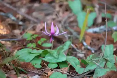 白幡神社の自然