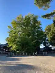 葛飾八幡宮の自然