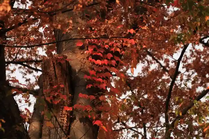愛宕神社の自然