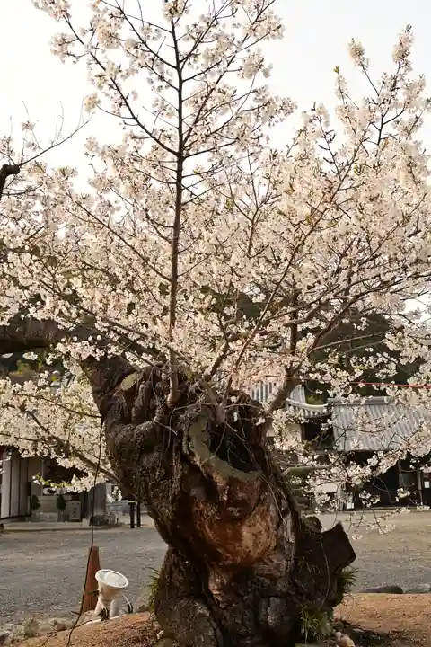 実報寺(愛媛県)