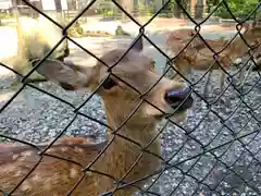 彌彦神社の動物