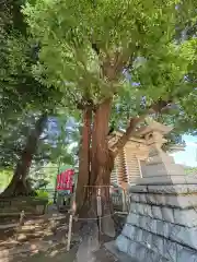 諏訪神社の自然