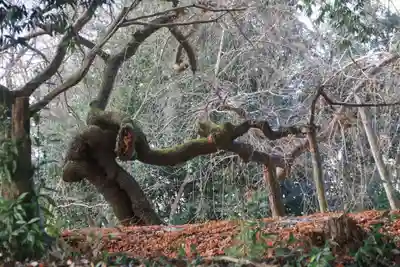 橿原神社の庭園