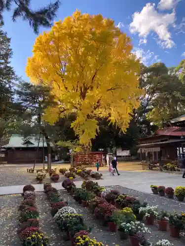 平塚八幡宮(神奈川県)