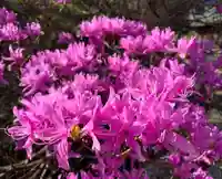 普門寺(切り絵御朱印発祥の寺)の自然