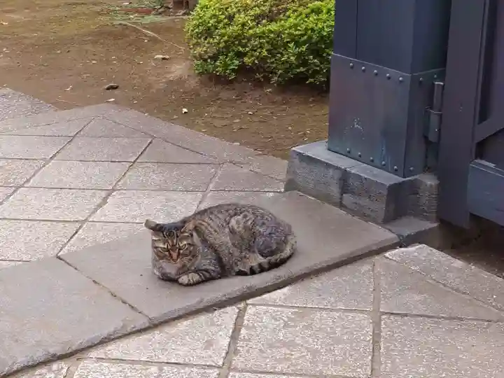 寛永寺(根本中堂)の動物