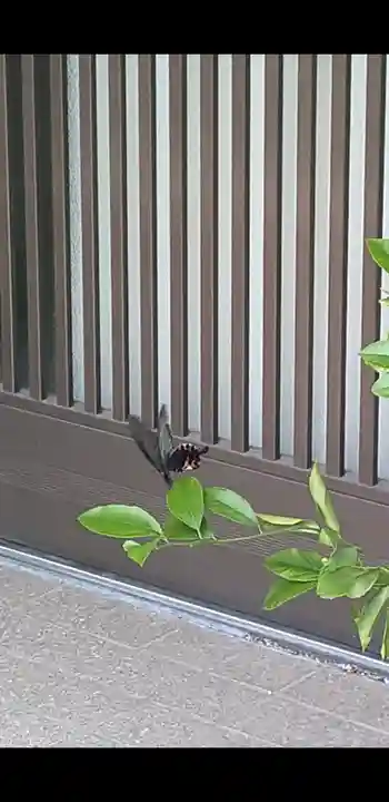津嶋部神社(大阪府)