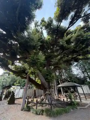諏訪神社(神奈川県)