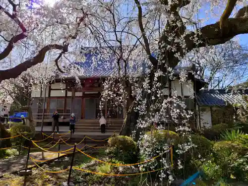 専通寺(岐阜県)