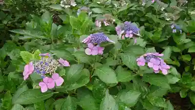 藤森神社(京都府)