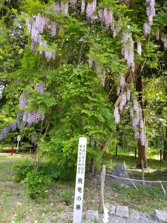 伊佐須美神社の自然