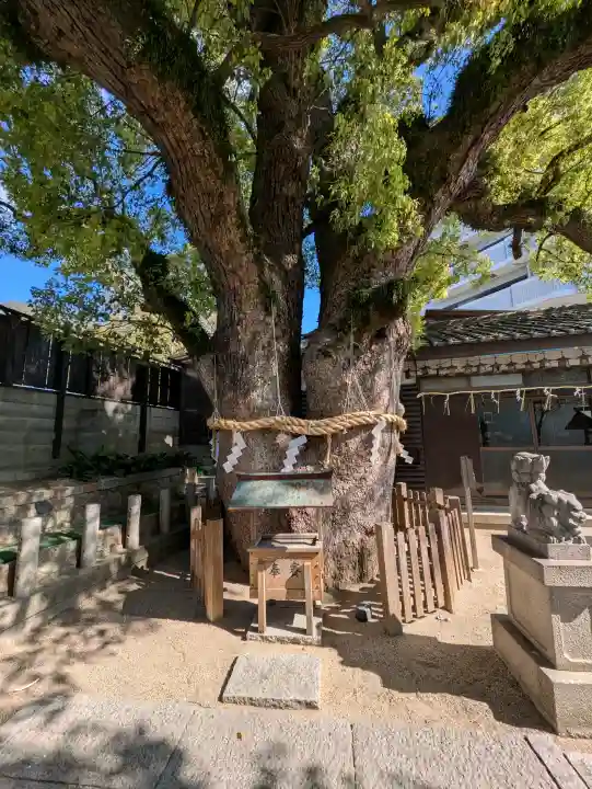 楠霊神社の{uncategorized: "未分類", other: "その他", undefined: "問題あり", building: "その他建物", grave: "お墓", sacred_gate: "鳥居", guardian: "狛犬", statue: "像", buddha: "仏像", history: "歴史", nature: "自然", garden: "庭園", animal: "動物", pagoda: "塔", temizu: "手水舎", mountain_gate: "山門・神門", sanctuary: "本殿・本堂", subordinate: "末社・摂社", art: "芸術", scenery: "景色", jizo: "地蔵", ema: "絵馬", goshuin: "御朱印", omikuji: "おみくじ", items: "授与品その他", amulet: "お守り", goshuincho: "御朱印帳", eats: "食事", festival: "お祭り", votive_dance: "神楽", shichigosan: "七五三参", wedding: "結婚式", experience: "体験その他", initially: "初詣", around: "周辺", anti_infection: "感染症対策"}