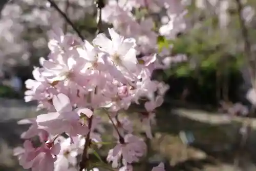 平野神社の自然