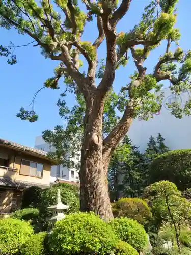 成願寺の庭園