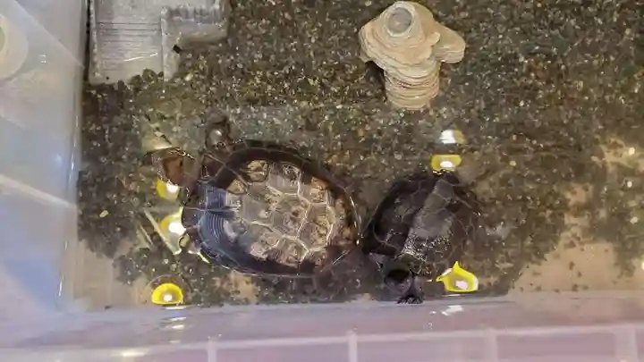 愛宕神社の動物