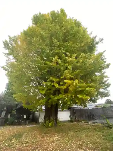慧光寺(京都府)