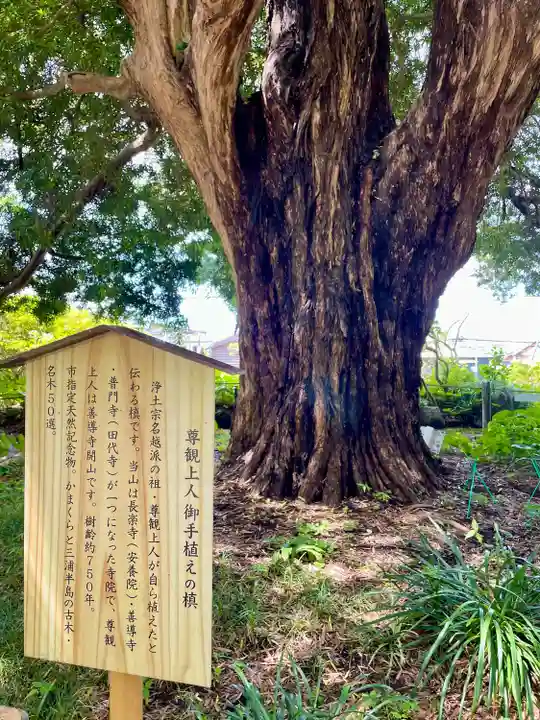 安養院 (田代寺)(神奈川県)